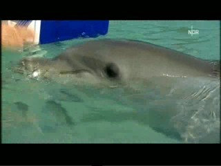 Playing with dolphins