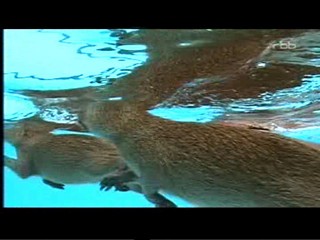 Documentary about capybaras