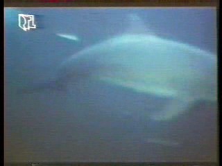 German MTV veejay,  Flipper (1996 series),  Diesel Jeans