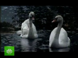 Serial   Swan Paradise 