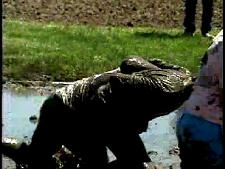 TV News - Mud Volleyball